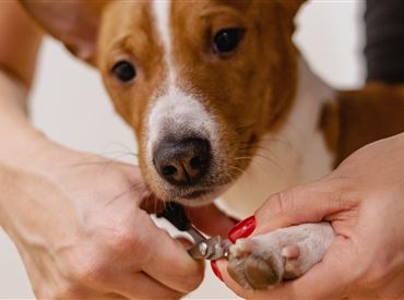 Hundesalon 1
