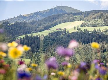 Blumenwiesen in Westendorf (c) TVB Kitzbüheler Alpen-Brixental, Fotograf Mathäus Gartner (5).jpg