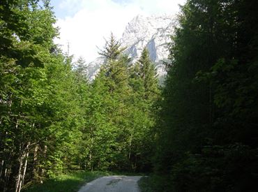 Forstweg Strub.JPG