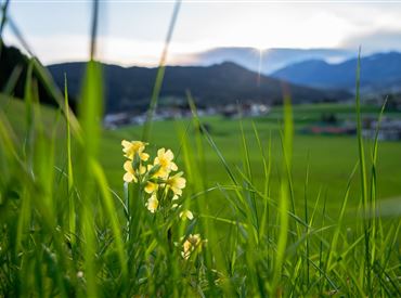 Itter Frühling 2023@Region Hohe Salve - Alexander Amer (4 von 4).jpg